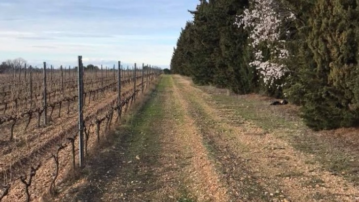 viticulture-effectue-dans-respect-de-nature-du-domaine-de-calet