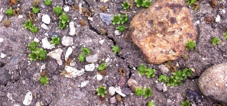 coteaux-plantes-dans-un-sol-argilo-calcaire