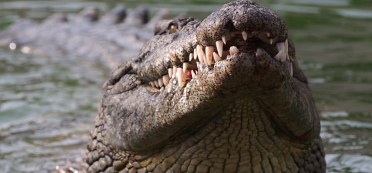 bioacoustique-localisation-des-sons-chez-crocodiles