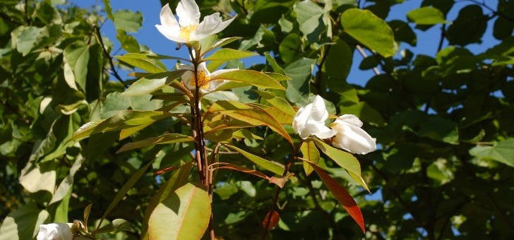 cordilinia-grandiflora