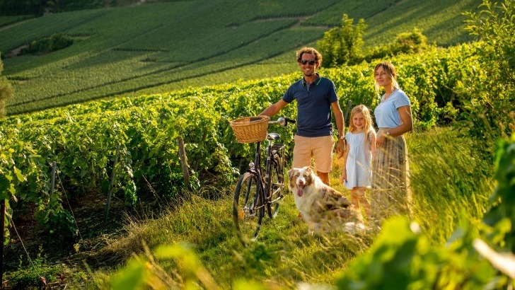 plus-grand-territoire-labellise-vignobles-decouvertes-de-france-champagne-dispose-de-8-territoires-representant-plus-de-30-000-hectares