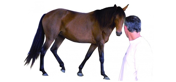 horse-concept-acquerir-bons-comportements-de-manager-a-travers-horse-coaching