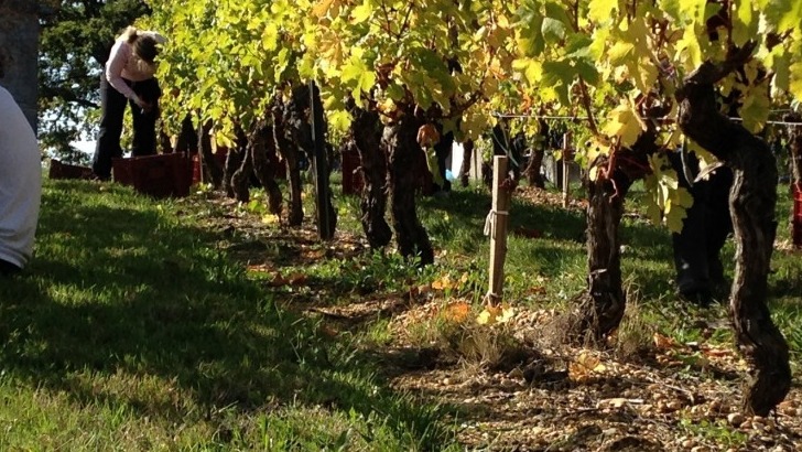 chateau-de-chelivette-une-viticulture-met-a-honneur-nature-et-environnement