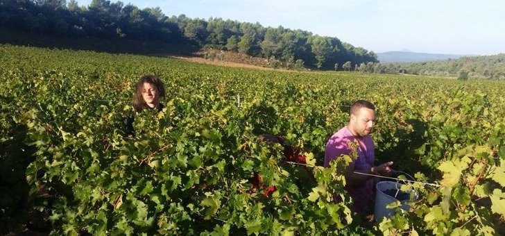 cueillette-dans-vignes-au-chateau-curniere-vin-aoc-coteaux-varois-provence