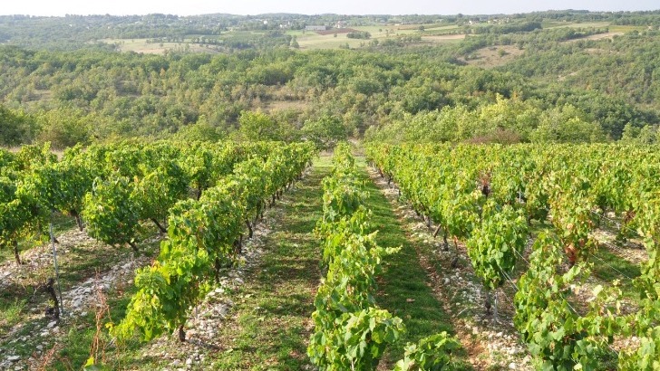 roques-de-cana-des-vignes-epanouies-a-origine-de-vins-frais-et-mineraux