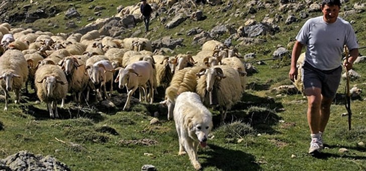 image-prop-contact-les-fermiers-basco-bearnais
