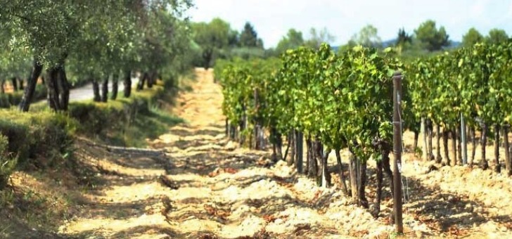 image-prop-contact-montpellier-wine-tour
