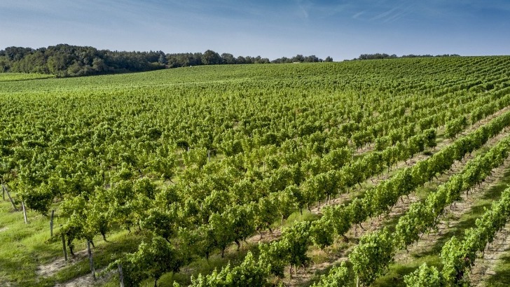 vignoble-du-chateau-bellevue-foret-est-cultive-selon-principes-de-viticulture-raisonnee