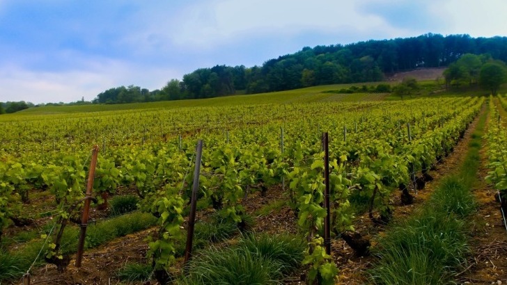 champagne-jullion-rigaut-une-biodiversite-riche-profite-mieux-au-sol-et-au-raisin