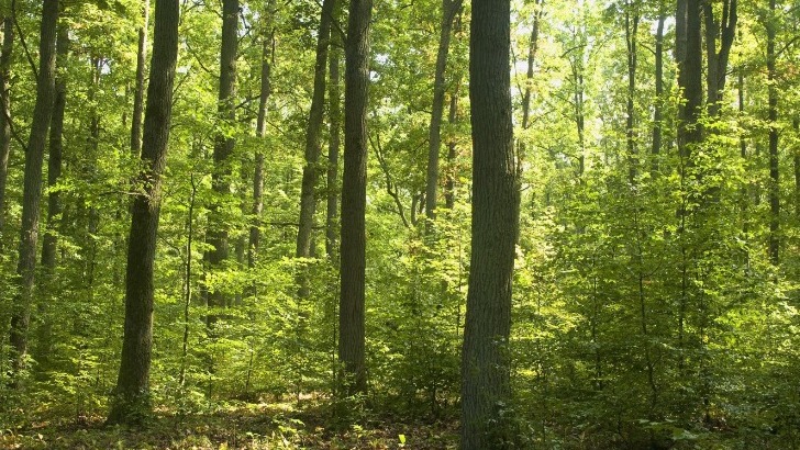 ecotree-compenser-emission-de-carbone-a-travers-une-bonne-gestion-forestiere