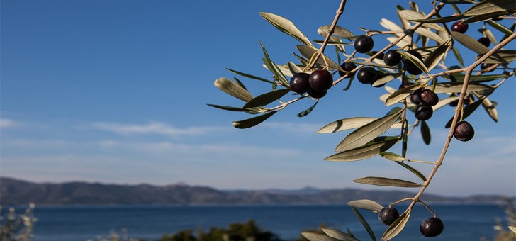 huile-d-olive-aoc-oliu-di-corsica-a-lumio