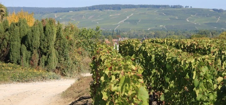 vignes-au-coeur-du-village-grand-cru-de-chouilly