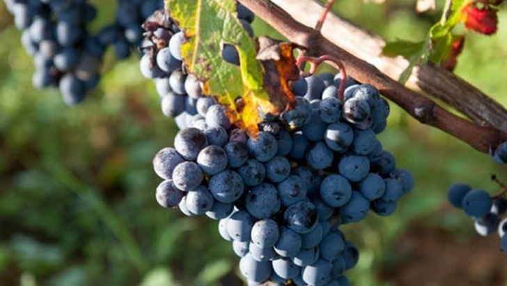 domaine-belmont-des-vins-complexes-issus-des-cepages-propres-aux-analyses-de-sols-cabernet-franc-syrah-chardonnay