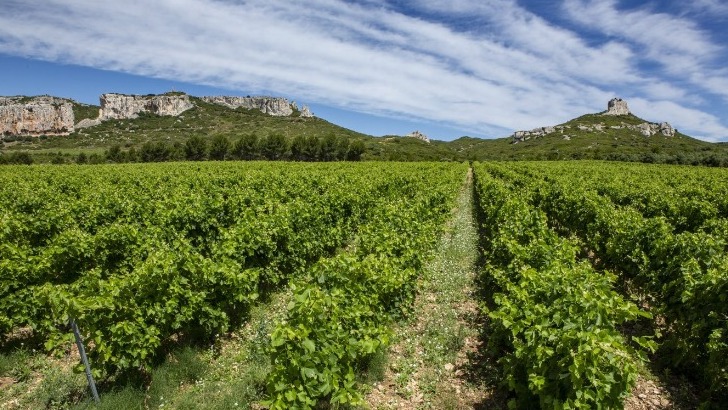 vins-alcools-domaine-chateau-calissanne-a-lancon-provence