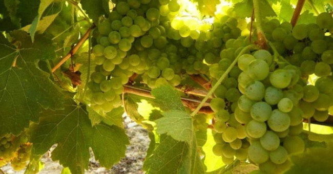 francois-lurton-pardela-wines-a-vayres