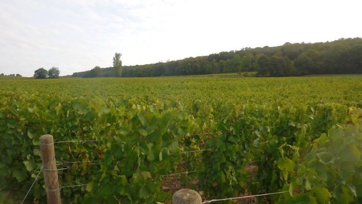 domaine-possede-25-hectares-de-vignes